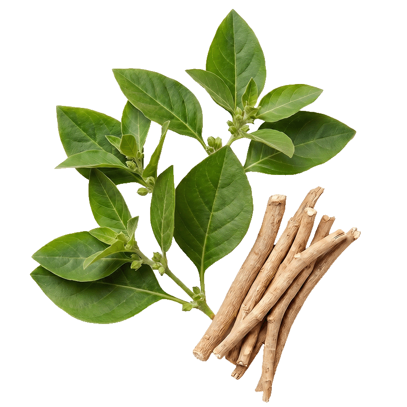 Ashwagandha
(4:1 extract)