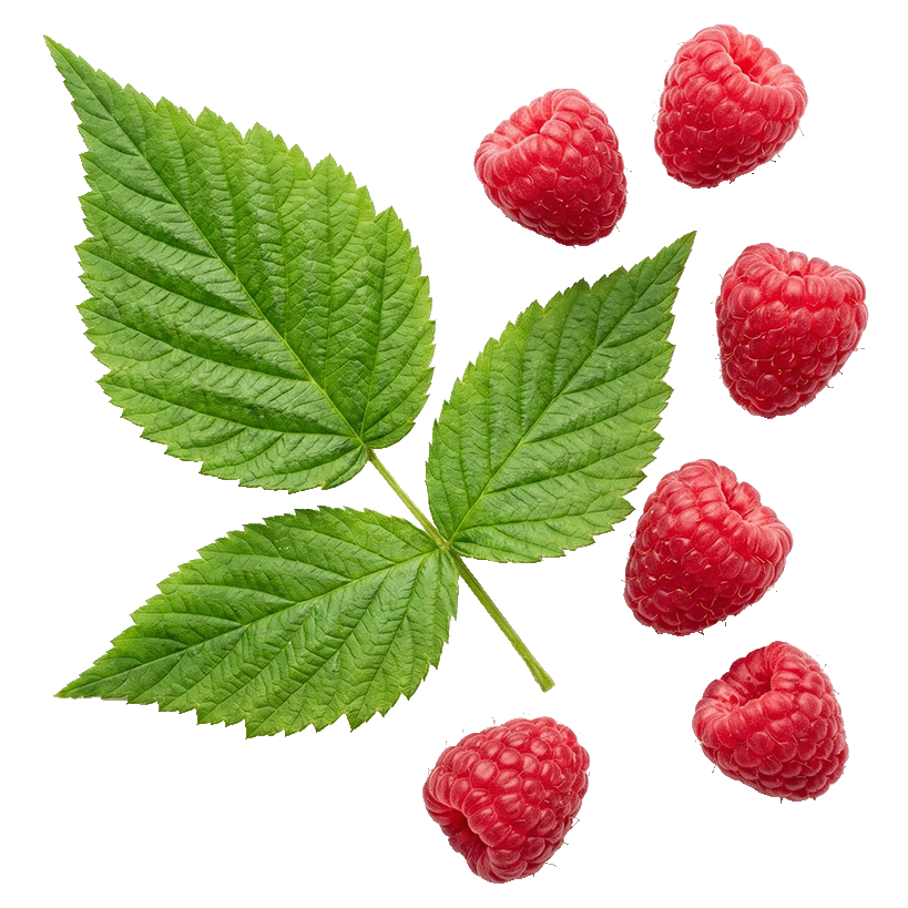 Raspberry
Leaf Extract